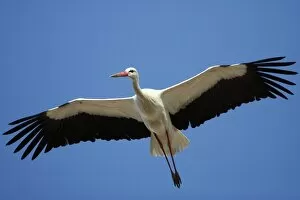 White Stork - in flight, soaring in air thermals