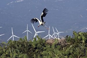 White Stork - in flight with wind turbines behind at wind farm near Tarifa