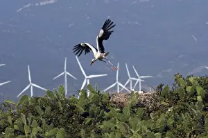 Human Encroachment Prints: White Stork - in flight with wind turbines behind at wind farm near Tarifa - Spain