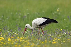 White Stork - on flowering meadow searching for food