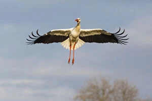 Storks Gallery: White Stork - in landing flight, North Hessen, Germany Date: 11-Feb-19