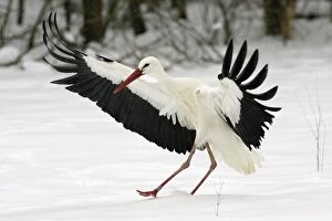 White Stork - Landing in snow at breeding grounds in april
