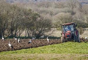 Storks Gallery: White Stork looking for food behind tractor