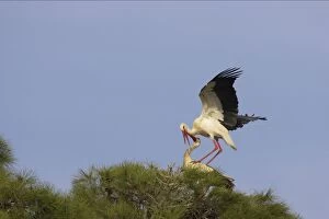 White Stork - Mating