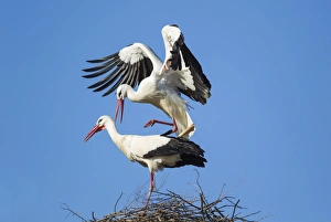 Images Dated 12th March 2015: White Stork mating pair on their nest Do& xf1;ana Nat... White Stork mating pair on their nest Do& xf1;ana Nat