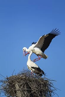 Images Dated 12th March 2015: White Stork mating pair on their nest Do& xf1;ana Nat... White Stork mating pair on their nest Do& xf1;ana Nat