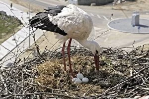 White Stork - at nest with eggs