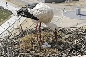 White Stork - at nest with eggs. Caceres - Extramadura - Spain