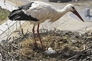 White Stork - at nest with eggs. Caceres - Extramadura - Spain