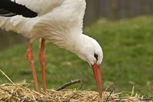 White Stork - on the nest; late winter