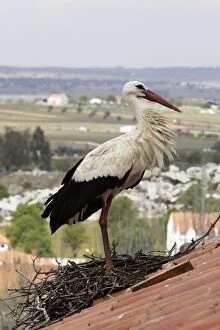 Images Dated 3rd April 2007: White Stork - at nest on roof top. Caceres - Extramadura - Spain