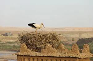 Images Dated 4th April 2006: White Stork - at its nest on one of the towers
