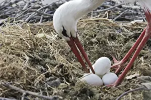 White Stork - at nest turning eggs. Caceres - Extramadura - Spain
