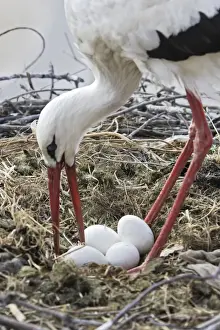 White Stork - at nest turning eggs. Caceres - Extramadura - Spain