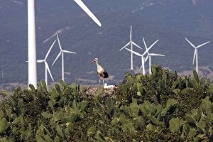 White Stork - at nest with wind turbines behind at wind farm