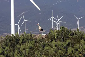 Human Encroachment Prints: White Stork - at nest with wind turbines behind at wind farm near Tarifa - Spain