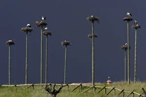 Images Dated 12th April 2007: White Stork - nesting colony, Extremadura, Spain