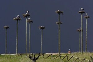 Images Dated 12th April 2007: White Stork - nesting colony, Extremadura, Spain