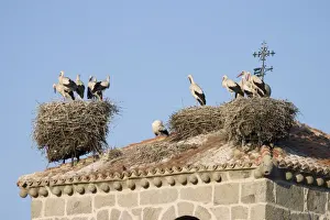 Tower Prints: White Stork - Several occupied nests on on bell tower roof top nest site - Manzanares el Real - Spain