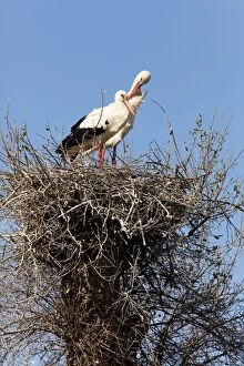 White Stork - pair of adults on nest