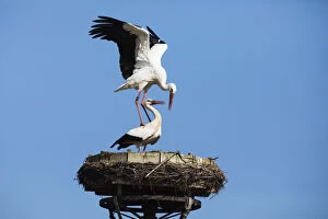 Storks Gallery: White Stork - pair mating on nest platform, North Hessen, Germany Date: 11-Feb-19