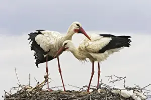 White Stork - pair at nest. Caceres - Extramadura - Spain