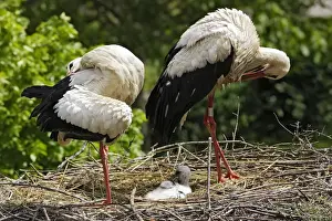White Stork - pair at nest with chick. Alsace - France