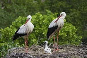 Images Dated 27th May 2006: White Stork - pair at nest with chick. Alsace - France