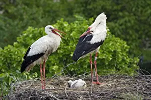 White Stork - pair at nest with chick. Alsace - France