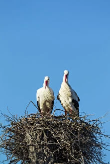Birds Nest Gallery: White Stork pair on their nest Do& xf1;ana National... White Stork pair on their nest Do& xf1