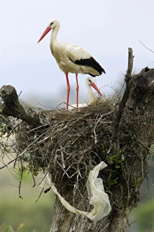 Images Dated 11th April 2007: White Stork - pair at nest, Extremadura, Spain