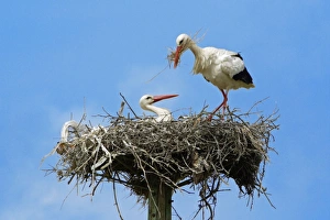 Images Dated 11th April 2007: White Stork - pair at nest, Extremadura, Spain