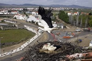 White Stork - pair at nest - one taking off