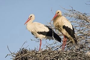 White Stork - Two parent birds standing on their nest with blue sky background