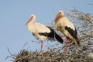 White Stork - Two parent birds standing on their nest with blue sky background - Extremadura - Spain