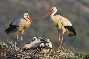 White Stork - Parents with chicks in a treetop nest