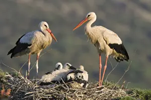 Parents Prints: White Stork-Parents with chicks in a treetop nest-Manzanares el Real-Spain