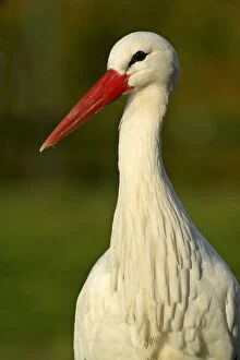 White Stork - portrait of adult