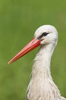 Storks Gallery: White Stork portrait White Stork portrait Germany
