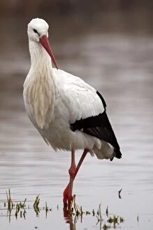 White Stork - searching for food in a pond