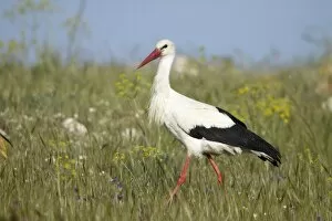 White Stork - searching for food on rough pasture
