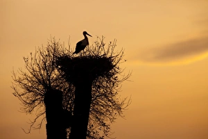 White Stork - single adult on nest silhouetted against evening sky White Stork - single adult on nest silhouetted against evening sky