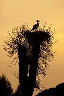 Sunsets And Sunrise Prints: White Stork - single adult on nest silhouetted against evening sky - Southern Spain