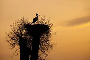 Huelva Prints: White Stork - single adult on nest silhouetted against evening sky - Southern Spain