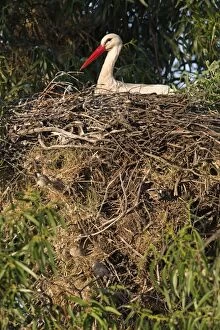 Images Dated 18th April 2013: White Stork - sitting on nest shared by nesting