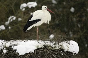 White Stork - standing, on one leg, at nest