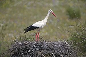 White Stork - standing on nest Castro Verde, Alentejo