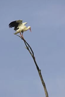 White Stork -Standing on perch