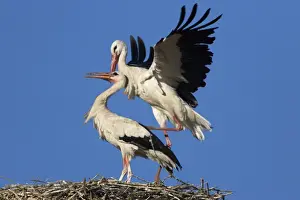 White Stork-Two courting adult birds showing copulation-Manzanares el Real-Spain