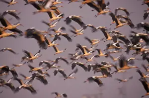 Mass Flock Prints: White Stork USH 388 Flock flying early morning on migration north through Jordan Valley